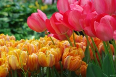 Red＆Orange