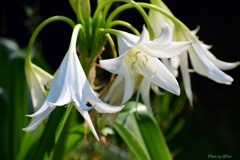 白花