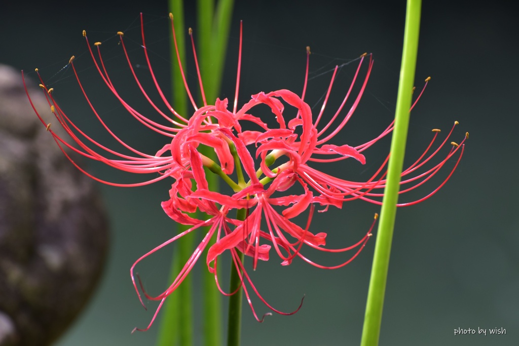 開花の時期