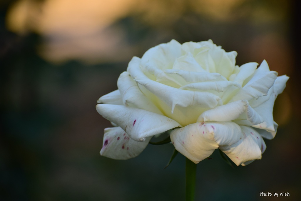 白い薔薇
