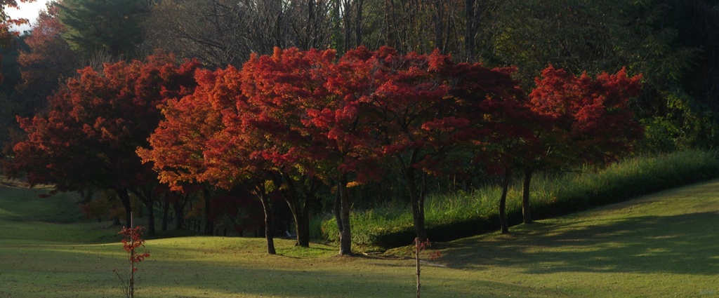 紅葉並木