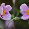 秋明菊