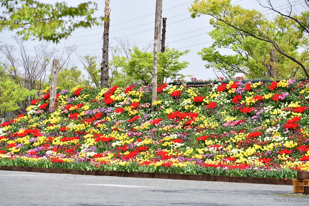 花の大谷