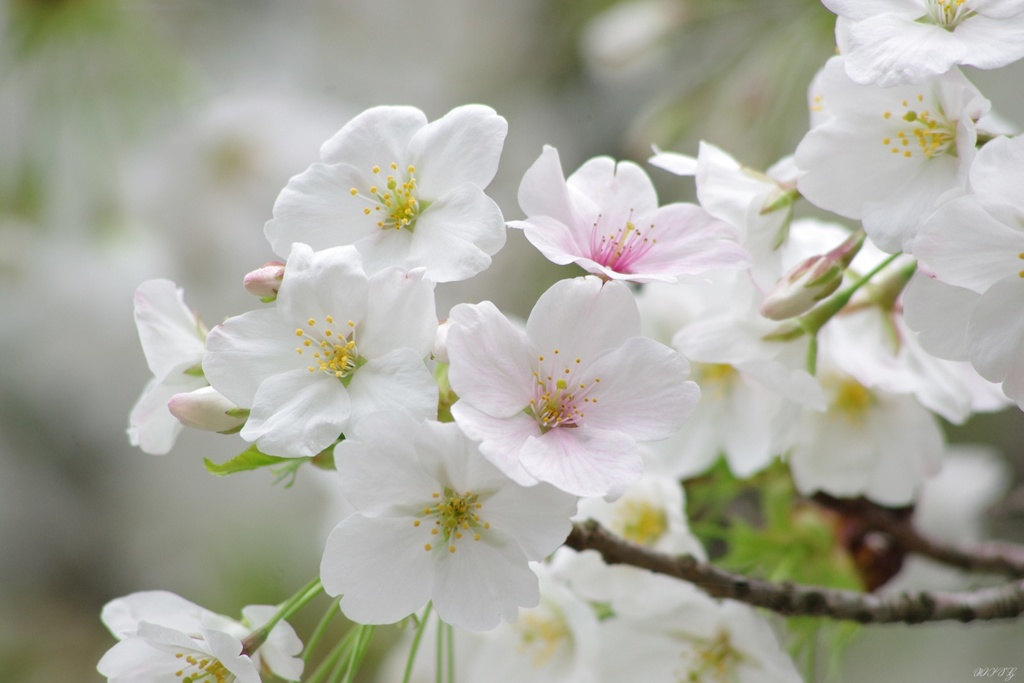 桜開花
