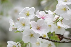 桜開花