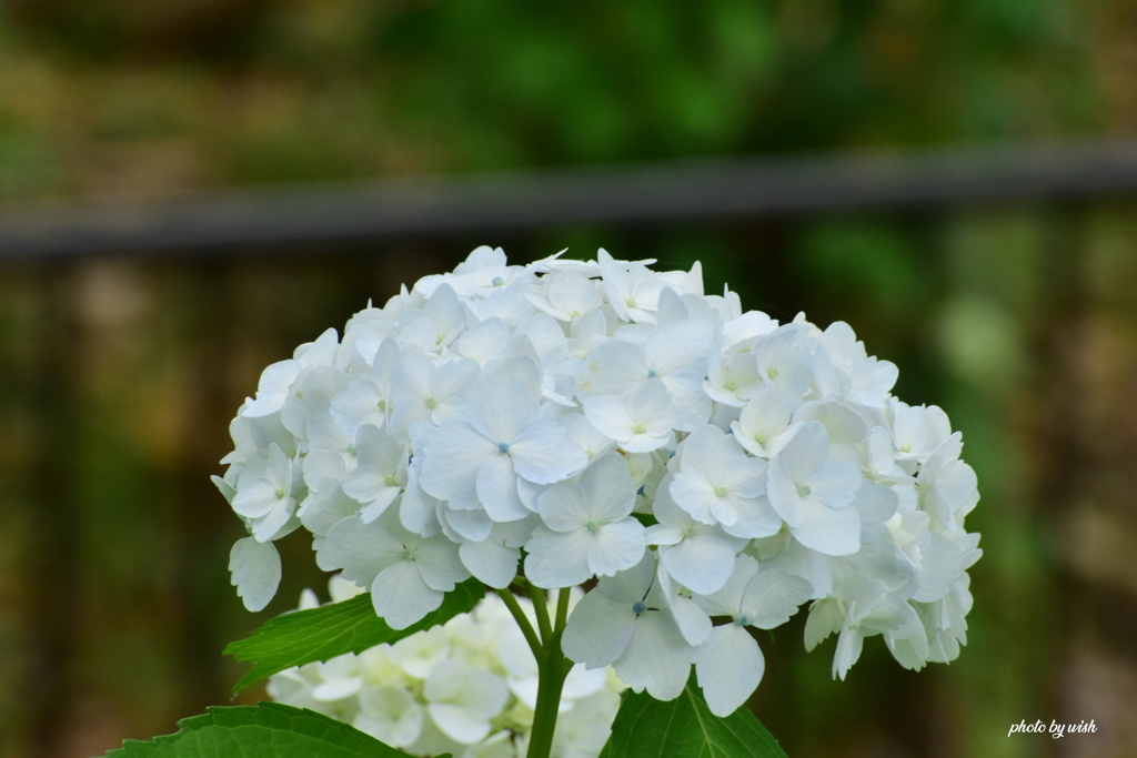 紫陽花