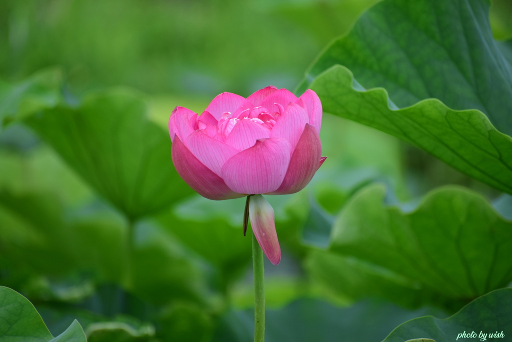 今日の蓮花