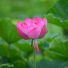 今日の蓮花