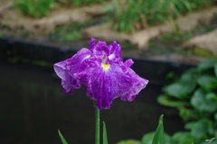 雨あがりの花菖蒲園