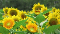 花弁を広げて