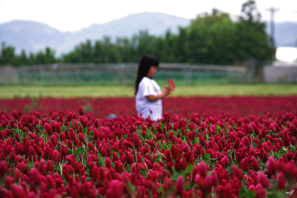 花束少女