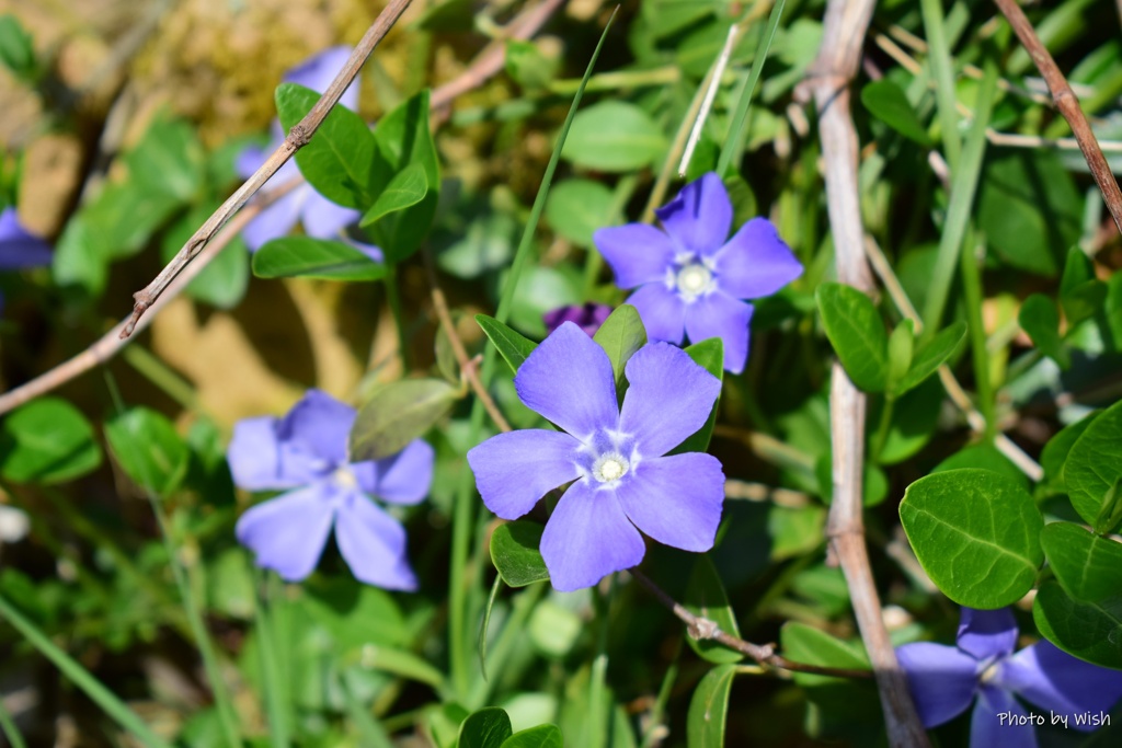 ツルニチニチソウ