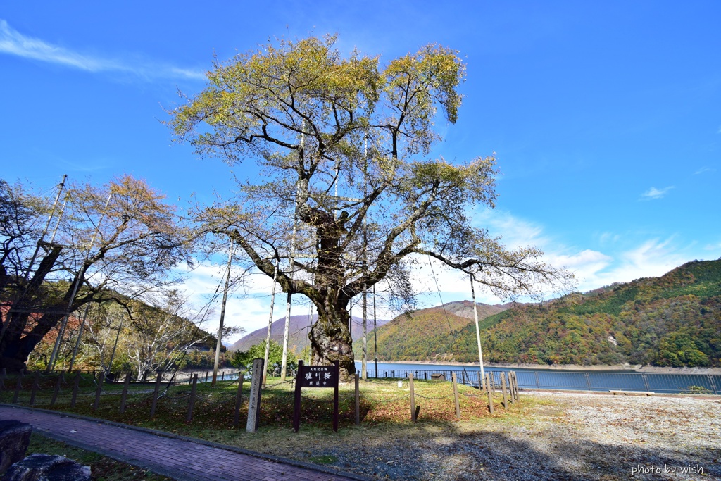荘川桜の黄葉