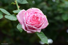 弦薔薇
