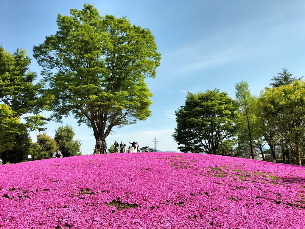 見頃の芝桜の丘