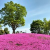 見頃の芝桜の丘