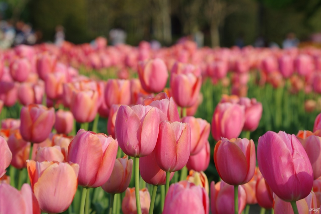 pink color