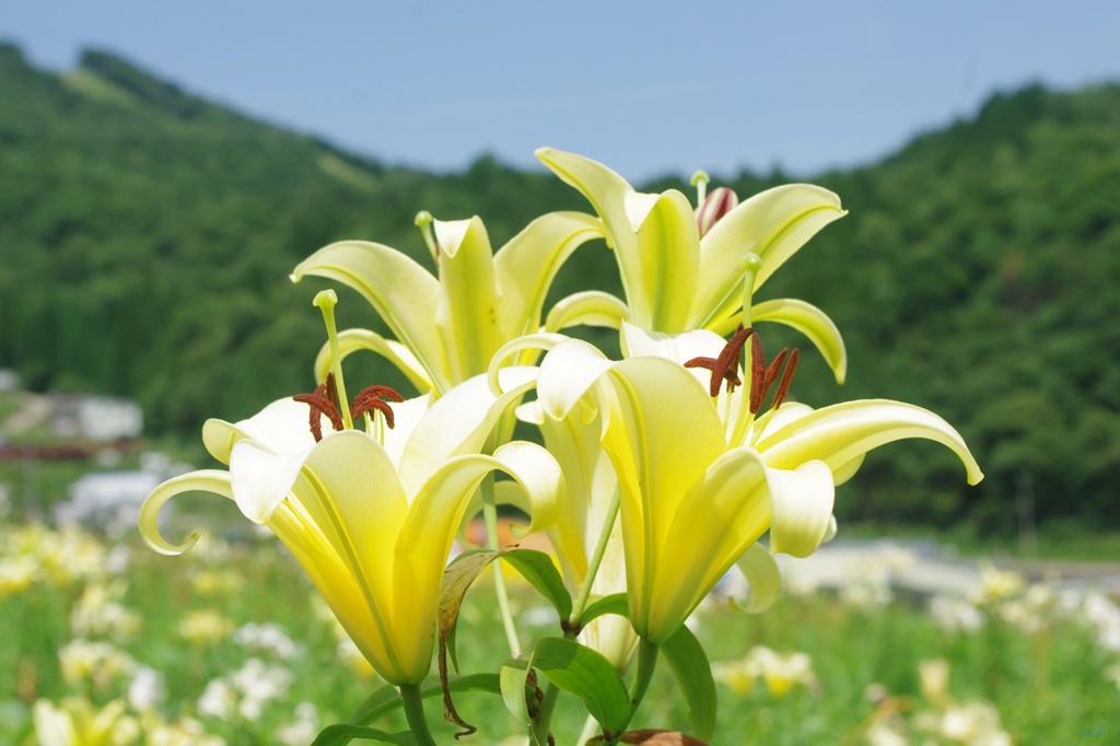 ４輪咲き