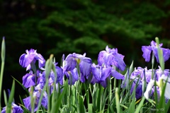 花菖蒲