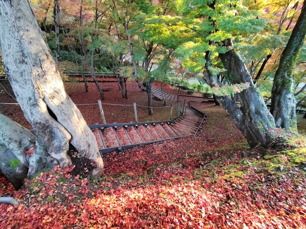 落葉の絨毯