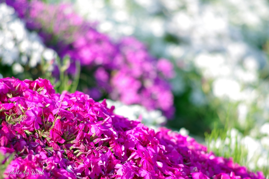 芝桜