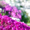 芝桜