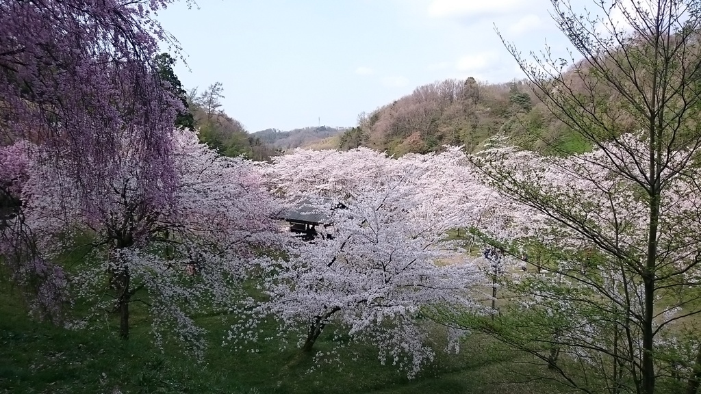 桜爛漫:スマホ撮影版