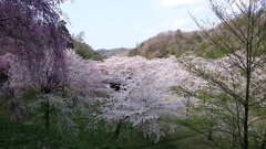 桜爛漫:スマホ撮影版