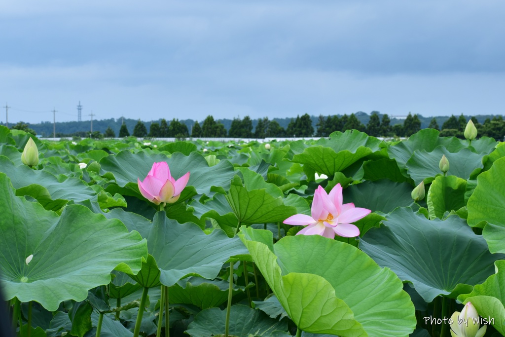水田に咲く花