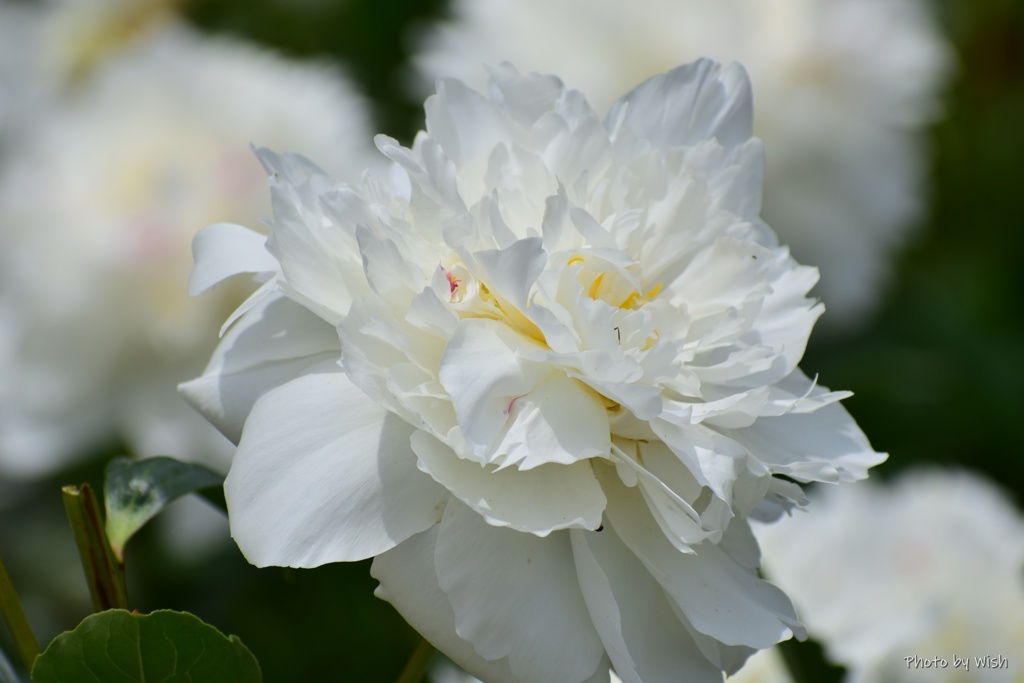 芍薬