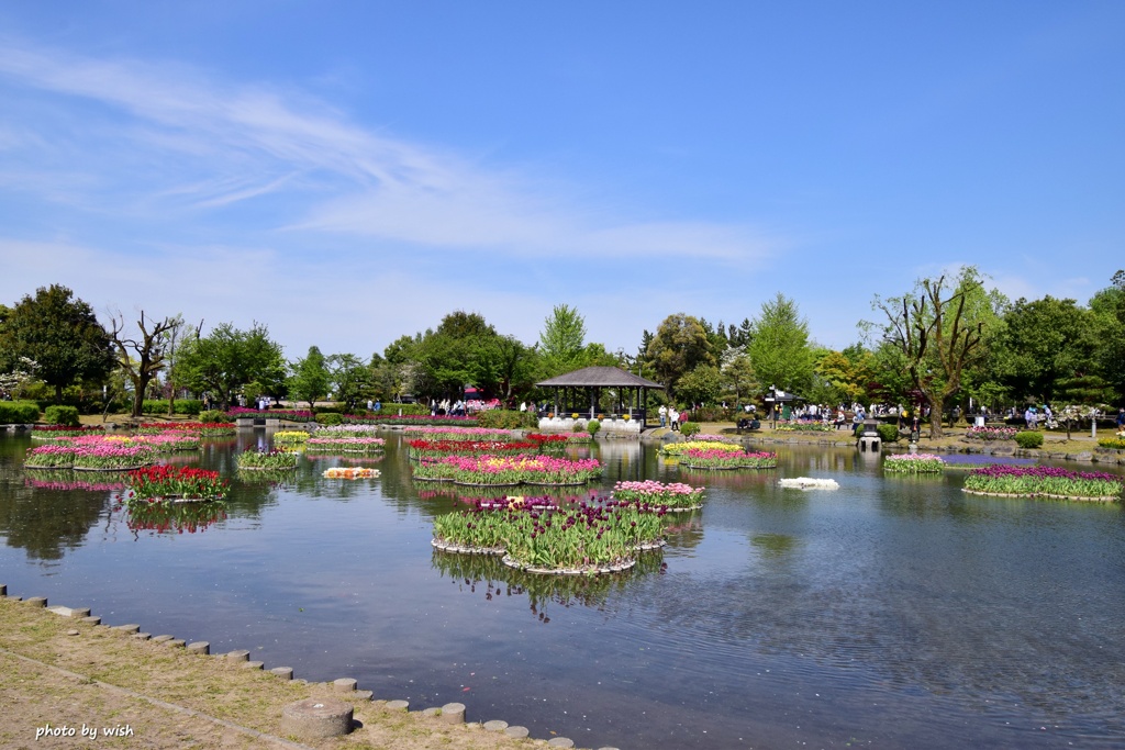 水面花壇