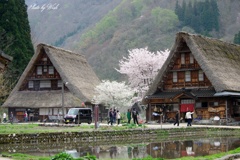 五箇山も春到来