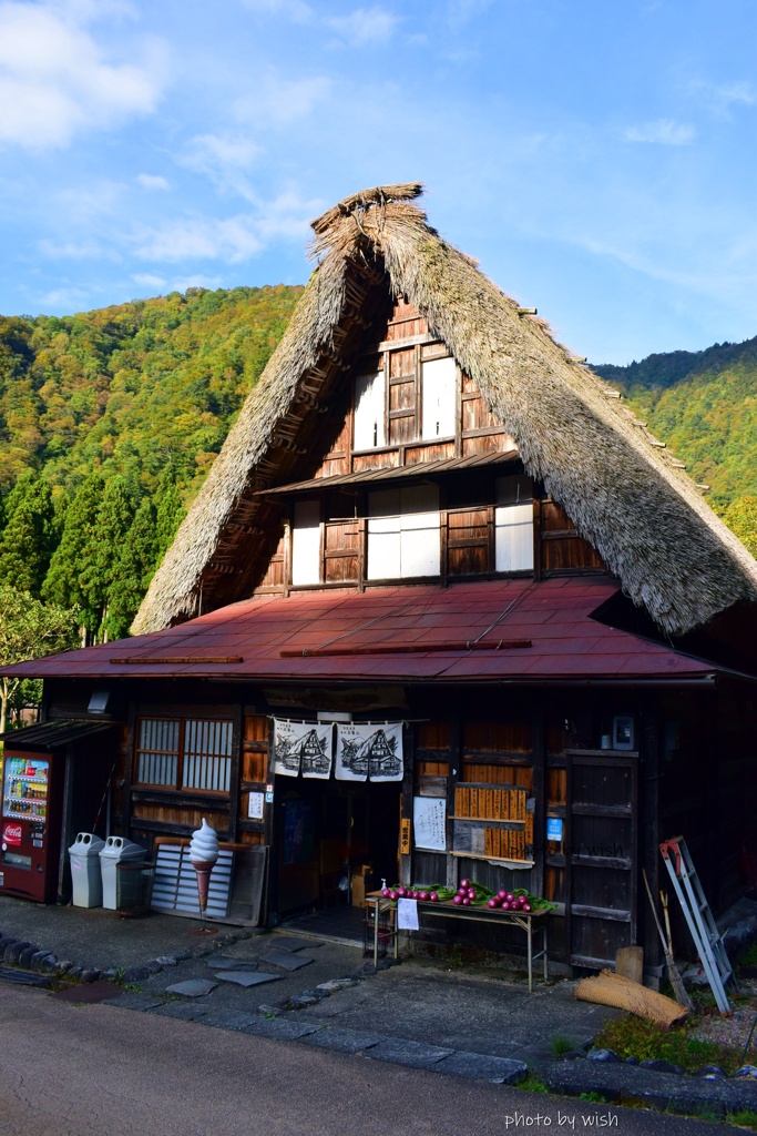赤カブ販売
