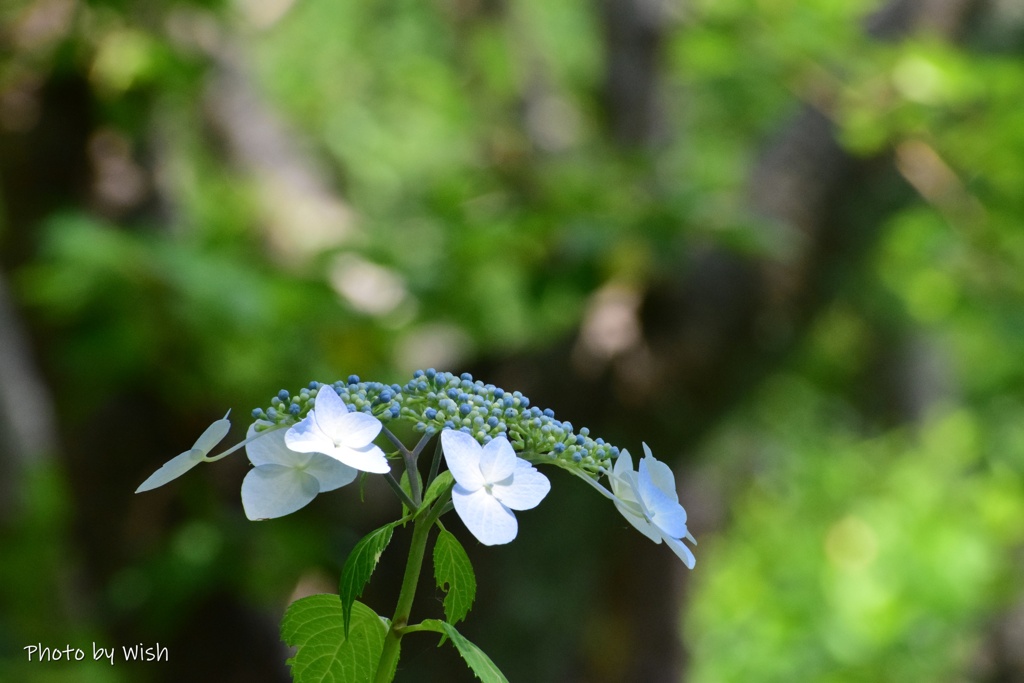 額紫陽花