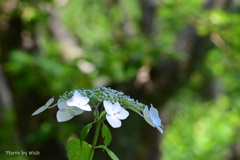 額紫陽花