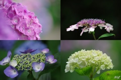 色んな紫陽花の表情