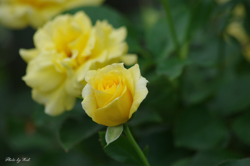 秋薔薇