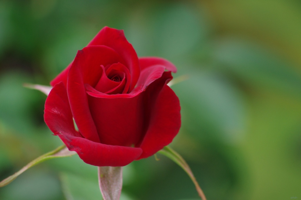 秋薔薇：紅い色した薔薇
