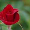 秋薔薇：紅い色した薔薇