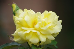9月の薔薇