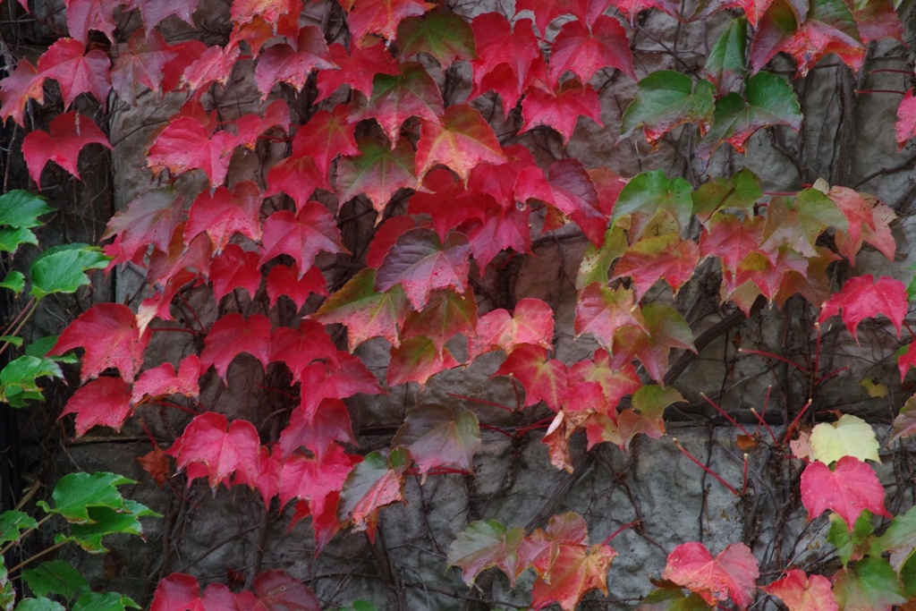 ツタの紅葉