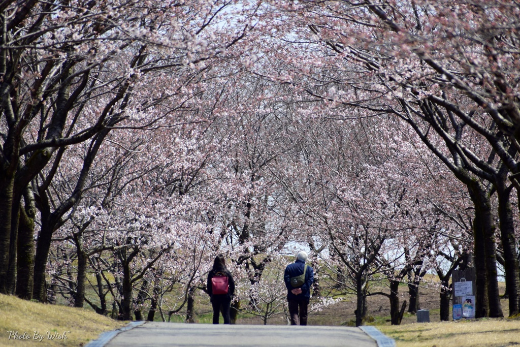桜並木