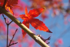 染まる紅葉