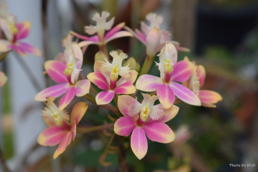 温室で咲くランの花