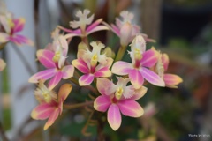 温室で咲くランの花