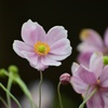 秋明菊