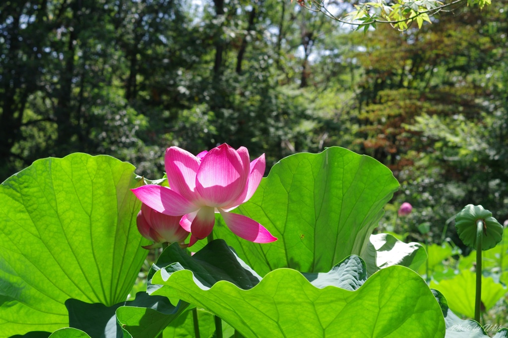 透き通るような花弁