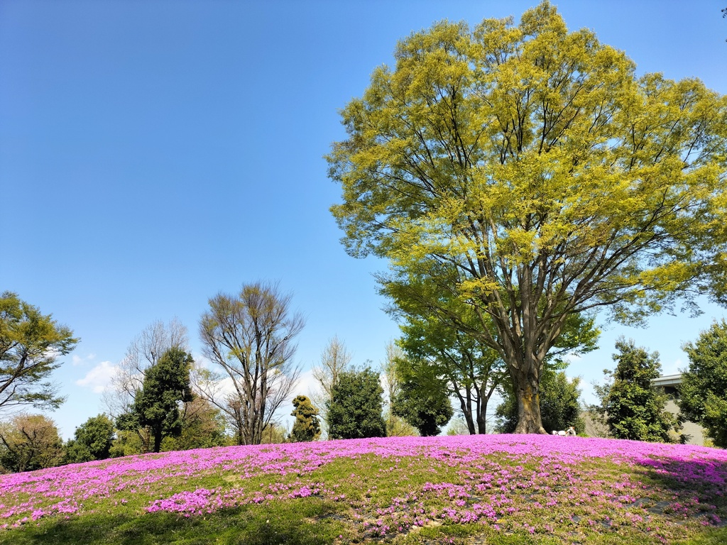 芝桜の丘