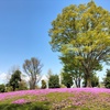 芝桜の丘