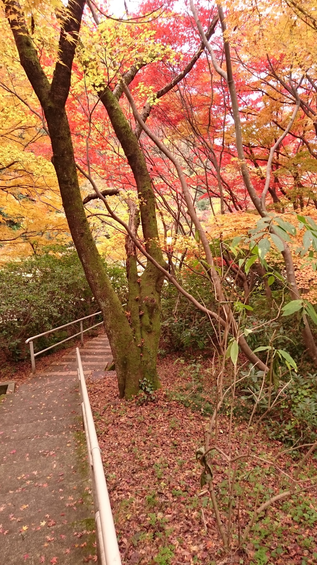 秋の風景
